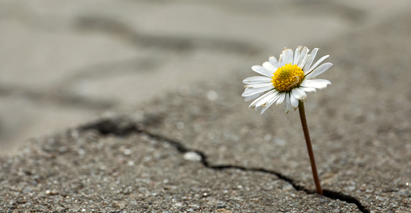 Resilient Leadership - Get Inspired to be More Purposeful and Passionate about Leadership